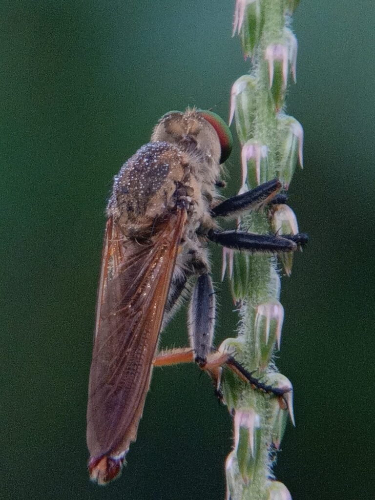 Lensa Makro untuk Fotografi